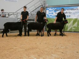 2025 Bilder 1A Tiere &raquo; 2025 1A Tiere Ingolstadt 16.08.2025